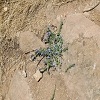 Plants: image 86 Of 208 Thumb